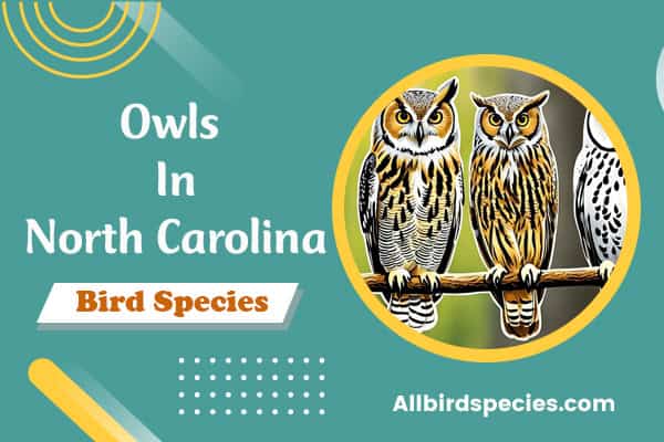 Owls in North Carolina