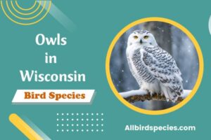 owls in wisconsin map Archives - All Bird Species