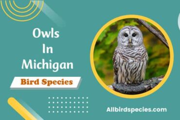 Owls in michigan