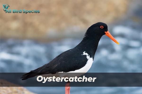 Oystercatcher