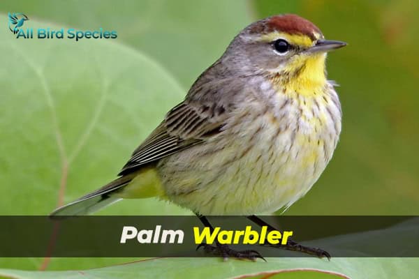 Palm Warbler