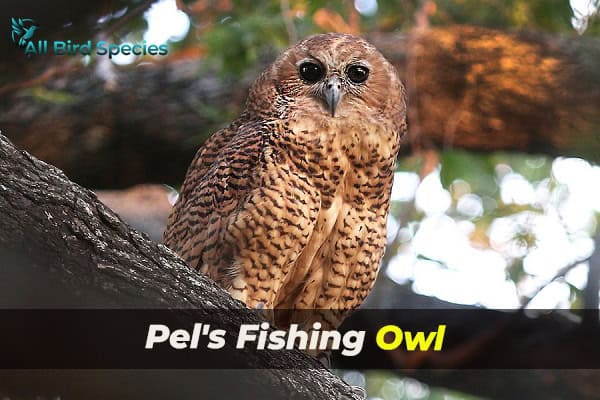 Pel's Fishing Owl