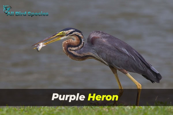 Purple Heron