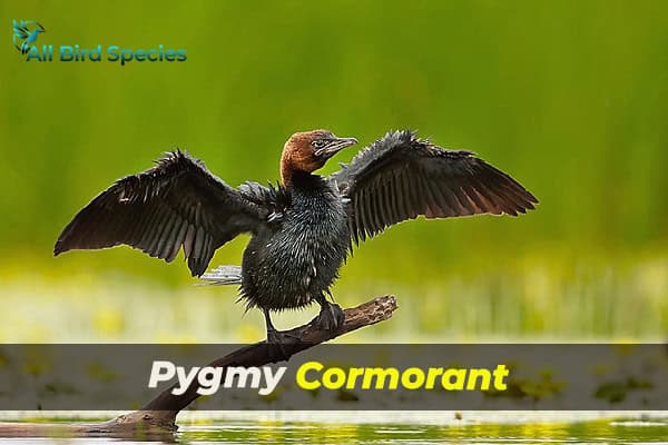 Pygmy Cormorant