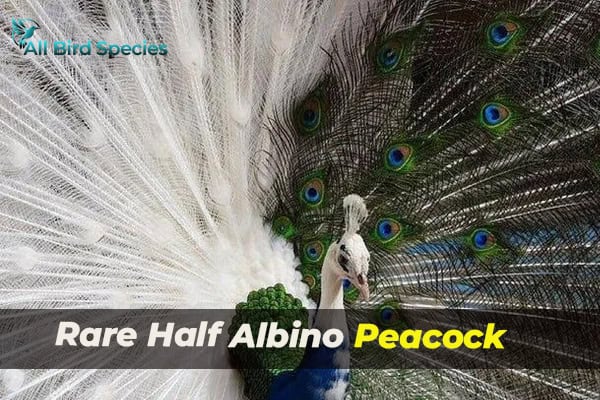 Rare Half Albino Peacock