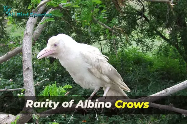 Rarity of Albino Crows