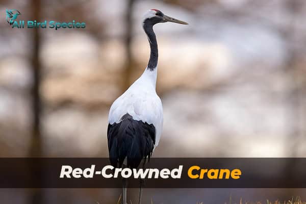 Red-Crowned Crane