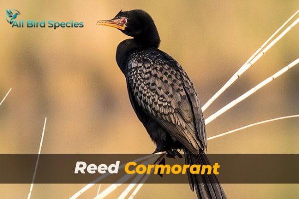 Reed Cormorant