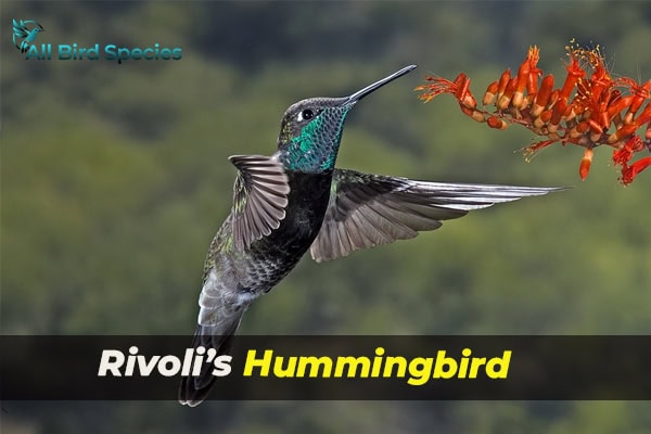 Rivoli’s Hummingbird