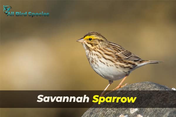 Savannah Sparrow