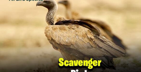 Scavenger Birds