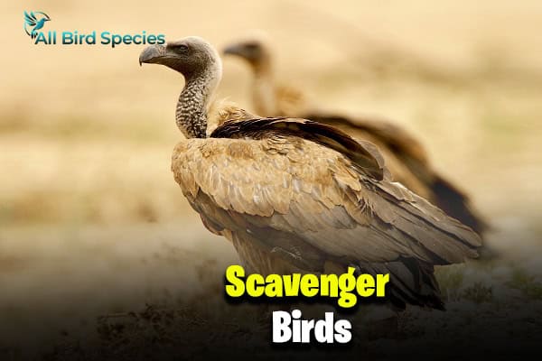 Scavenger Birds