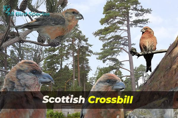 Scottish Crossbill