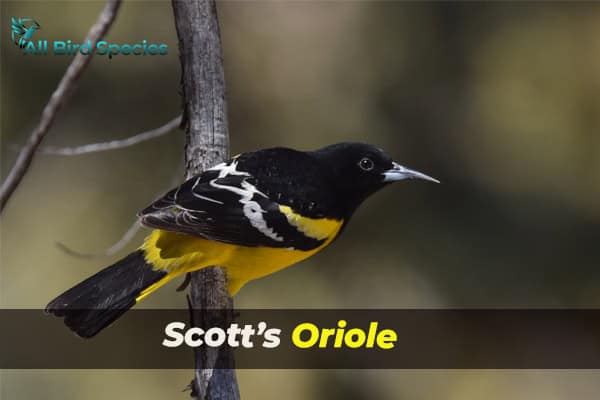 Scott’s Oriole