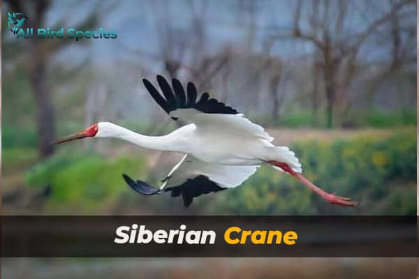 Siberian Crane