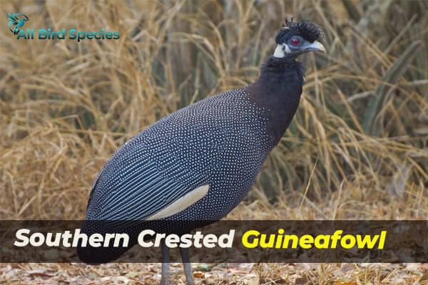 Southern Crested Guineafowl