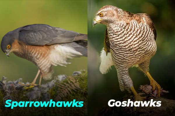 Sparrow hawks and Goshawks