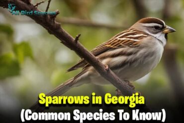 Sparrows in Georgia