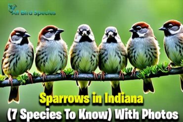 Sparrows in Indiana