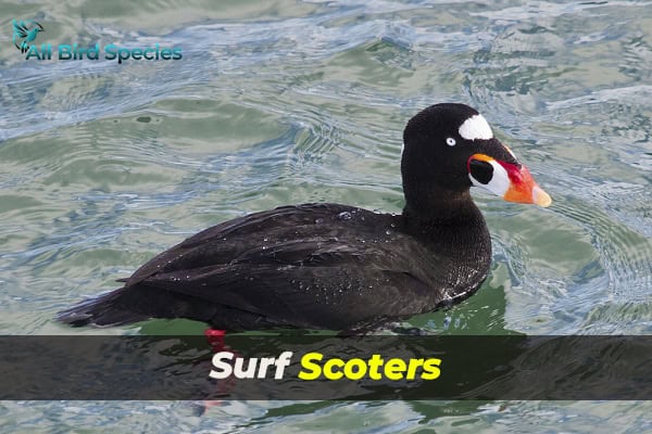 Surf Scoters