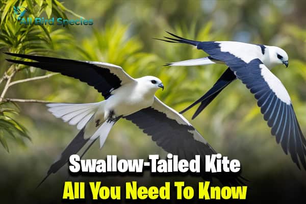 Swallow-Tailed Kite