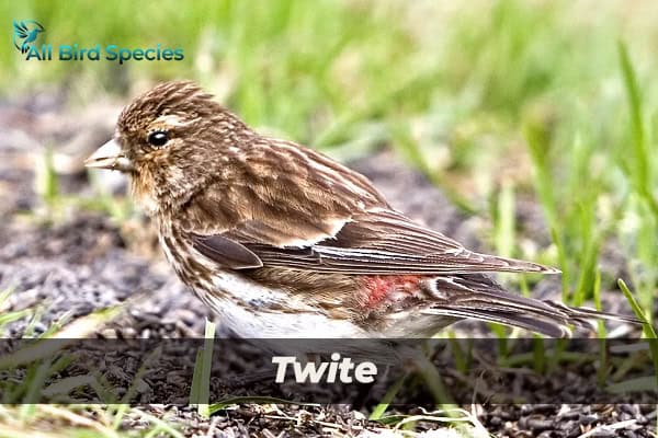 Twite