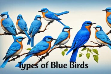 Types of Blue Birds