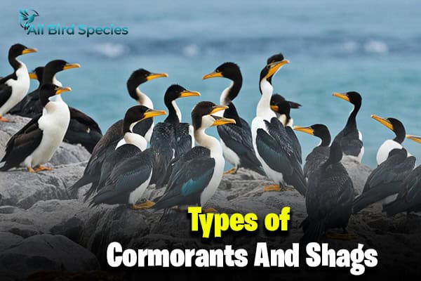 Types of Cormorants And Shags