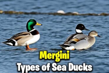 Types of Sea Ducks