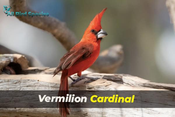 Vermilion Cardinal