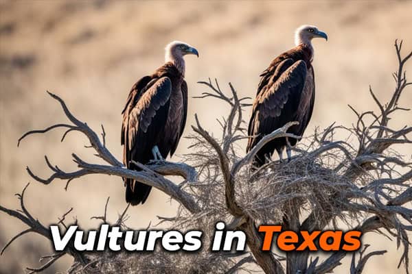 Vultures in Texas