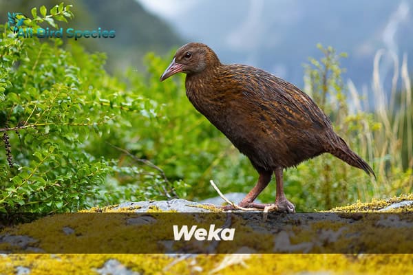 Weka