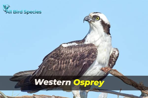 Western Osprey