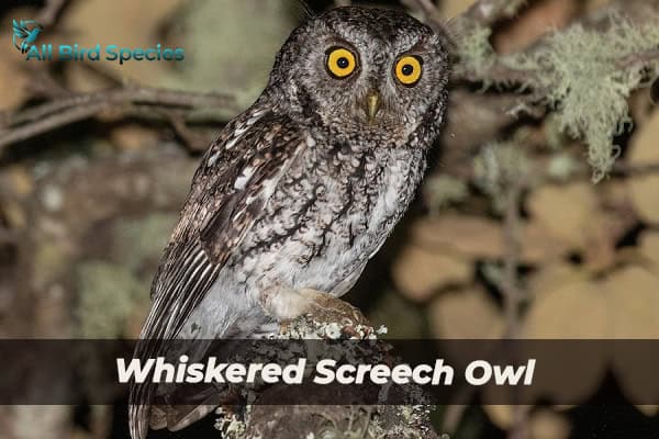 Whiskered Screech Owl