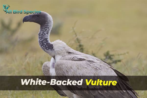 White-Backed Vulture