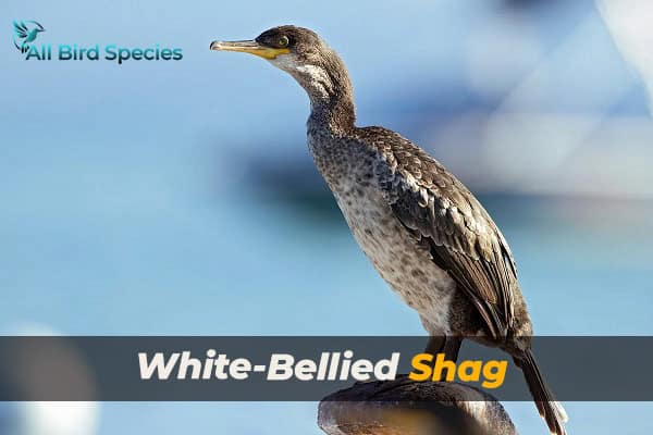 White-Bellied Shag