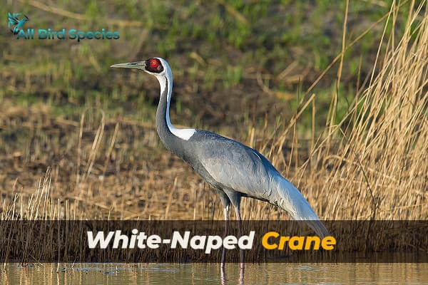 White-Naped Crane