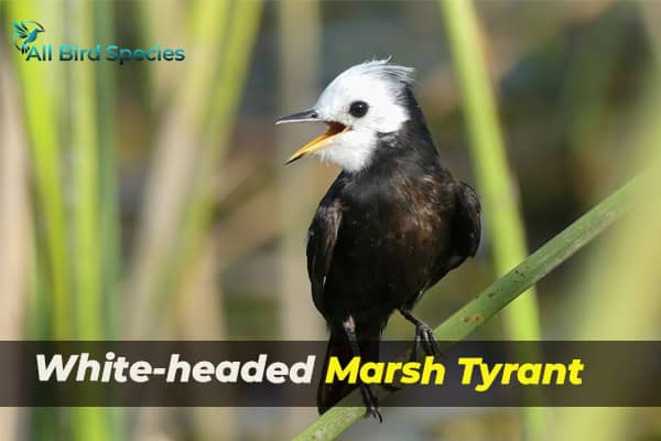 White-headed Marsh Tyrant