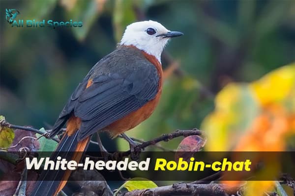 White-headed Robin-chat