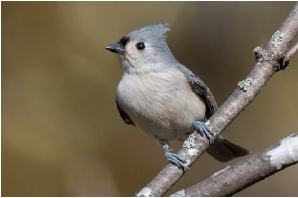 Why the Tufted Titmouse is a Favorite Among Bird Watchers