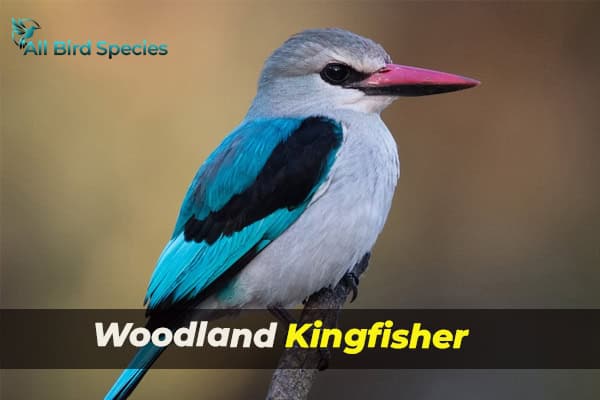 Woodland Kingfisher