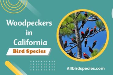 Woodpeckers in California