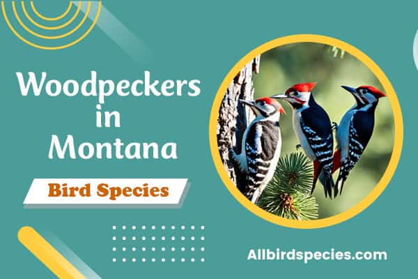 Woodpeckers in Montana