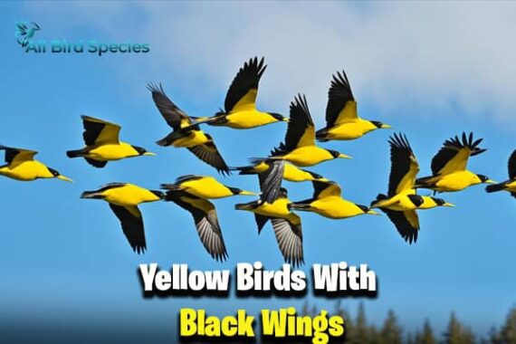 yellow birds with black wings in ohio Archives - All Bird Species