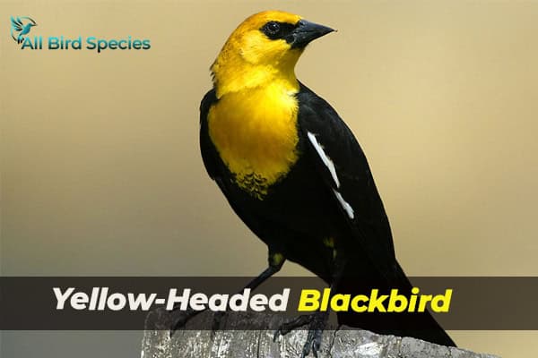 Yellow-Headed Blackbird