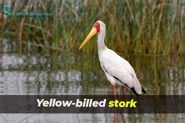 Yellow-billed stork