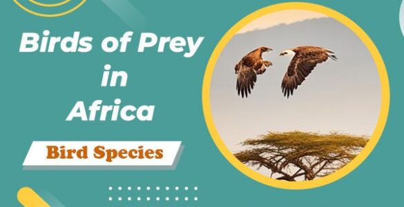 birds of prey of Africa