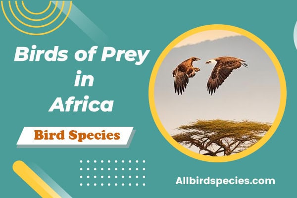 birds of prey of Africa