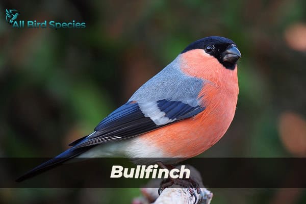 bullfinch