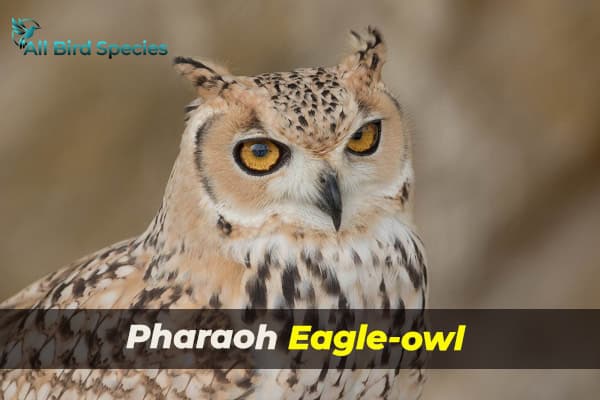 pharaoh eagle-owl